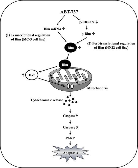 https://cdn.ncbi.nlm.nih.gov/pmc/blobs/c9fd/4742133/8661b1641ad1/oncotarget-06-35667-g008.jpg