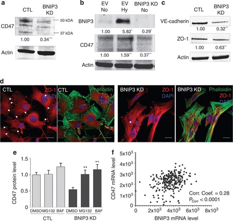 https://cdn.ncbi.nlm.nih.gov/pmc/blobs/c9fe/3973222/a55f9716d874/cddis201494f7.jpg