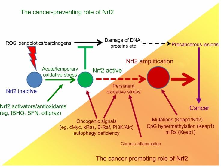https://cdn.ncbi.nlm.nih.gov/pmc/blobs/ca00/4155833/e65d1071665a/ott-7-1497Fig3.jpg