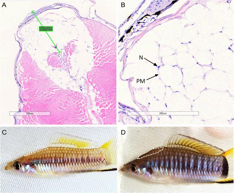 https://cdn.ncbi.nlm.nih.gov/pmc/blobs/ca03/12313811/2aadd77fb163/10695_2025_1539_Fig1_HTML.jpg