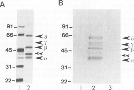 https://cdn.ncbi.nlm.nih.gov/pmc/blobs/ca03/237390/122d53312642/jvirol00022-0558-b.jpg