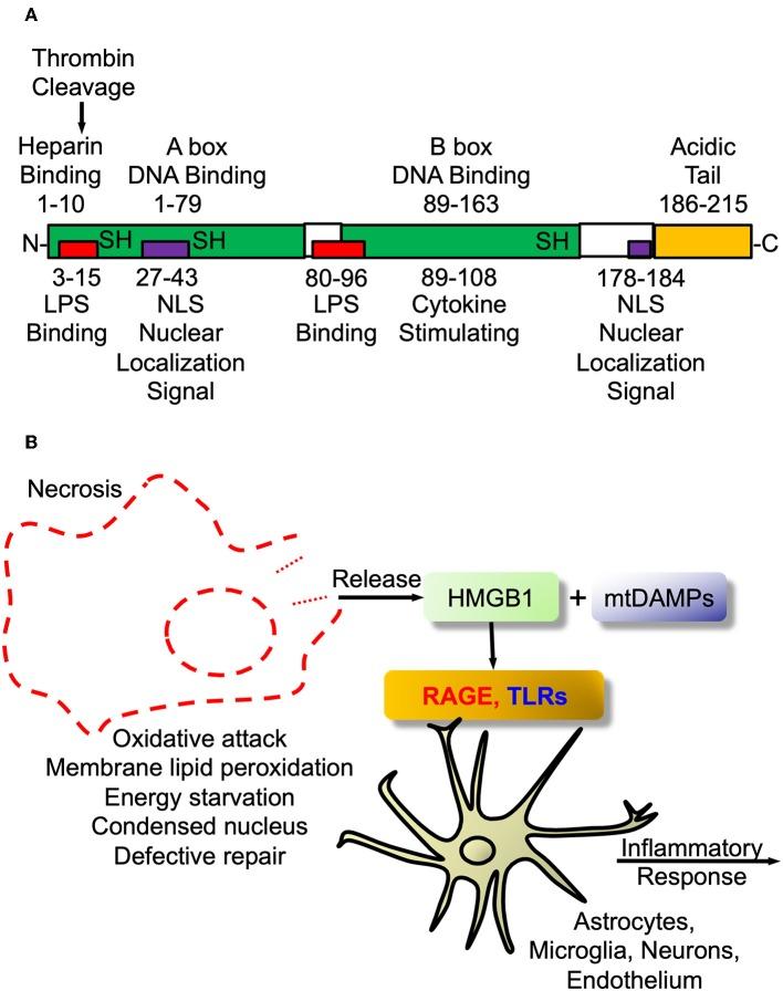 https://cdn.ncbi.nlm.nih.gov/pmc/blobs/ca04/6371052/7e68207de0ae/fneur-10-00059-g0002.jpg