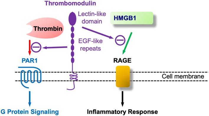 https://cdn.ncbi.nlm.nih.gov/pmc/blobs/ca04/6371052/ed8fc65db941/fneur-10-00059-g0004.jpg