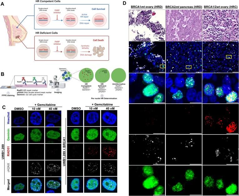 https://cdn.ncbi.nlm.nih.gov/pmc/blobs/ca07/12342941/6a3884ed7b87/zcaf025fig1.jpg