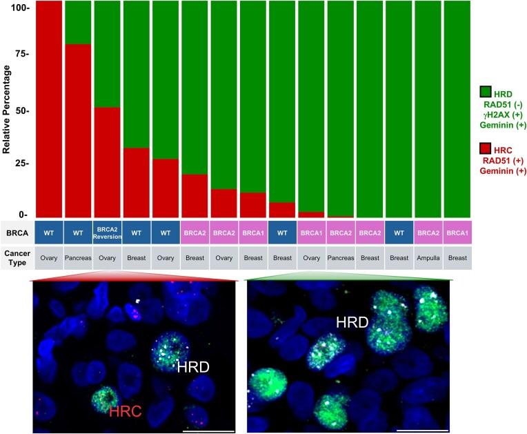 https://cdn.ncbi.nlm.nih.gov/pmc/blobs/ca07/12342941/efa6433ef35e/zcaf025fig5.jpg