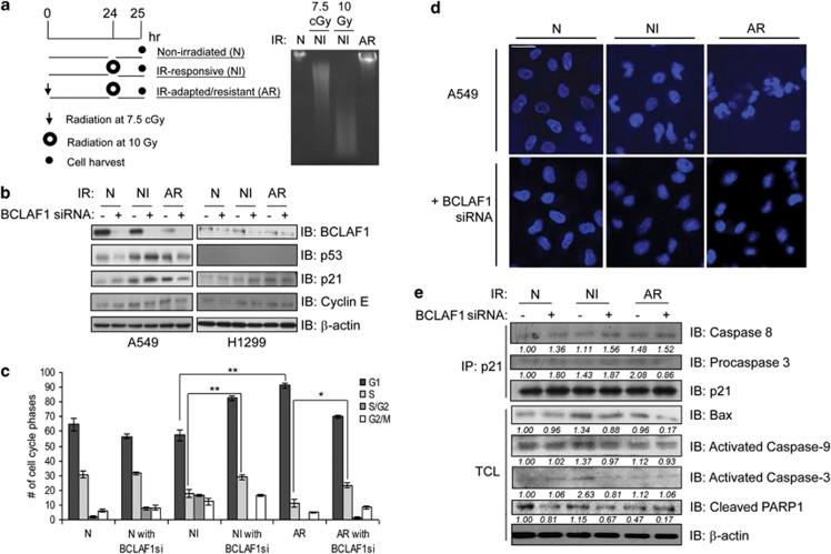 https://cdn.ncbi.nlm.nih.gov/pmc/blobs/ca07/3406578/60ade93debe0/cddis201276f3.jpg