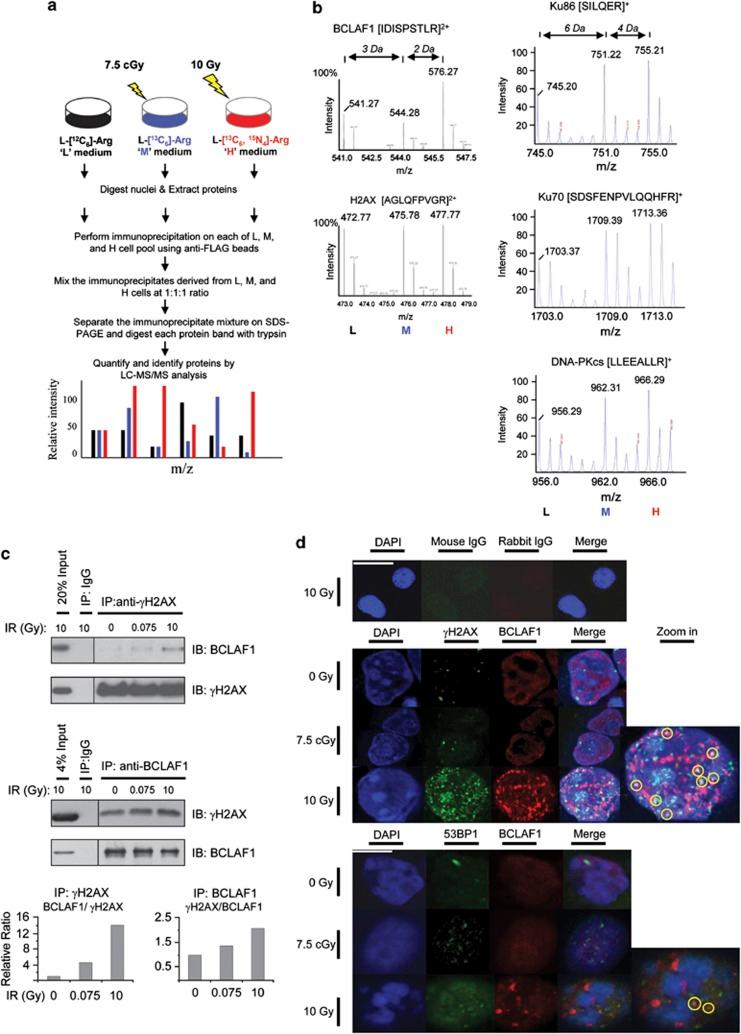 https://cdn.ncbi.nlm.nih.gov/pmc/blobs/ca07/3406578/870f821d96a3/cddis201276f1.jpg