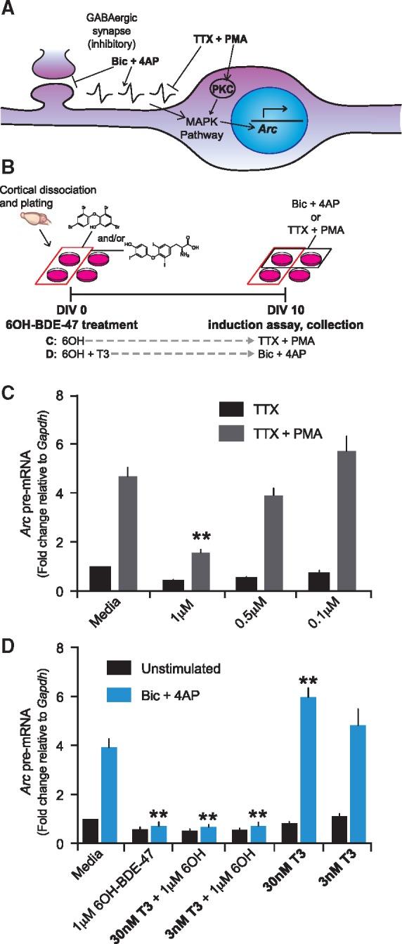 https://cdn.ncbi.nlm.nih.gov/pmc/blobs/ca11/5941167/479b204563fe/dvx020f3.jpg