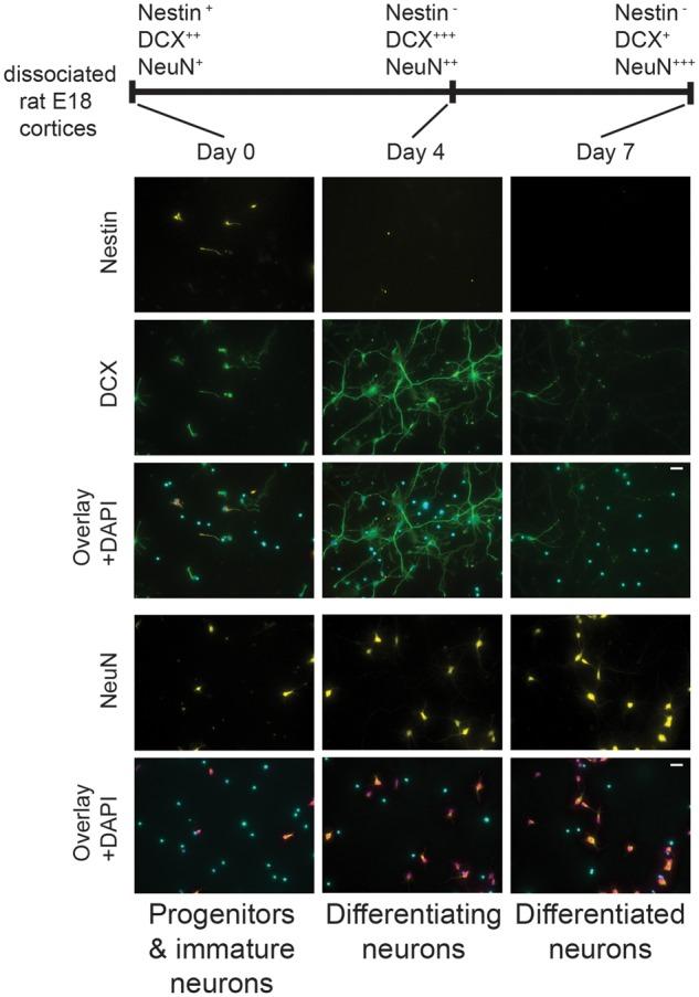 https://cdn.ncbi.nlm.nih.gov/pmc/blobs/ca11/5941167/650db6a82921/dvx020f1.jpg