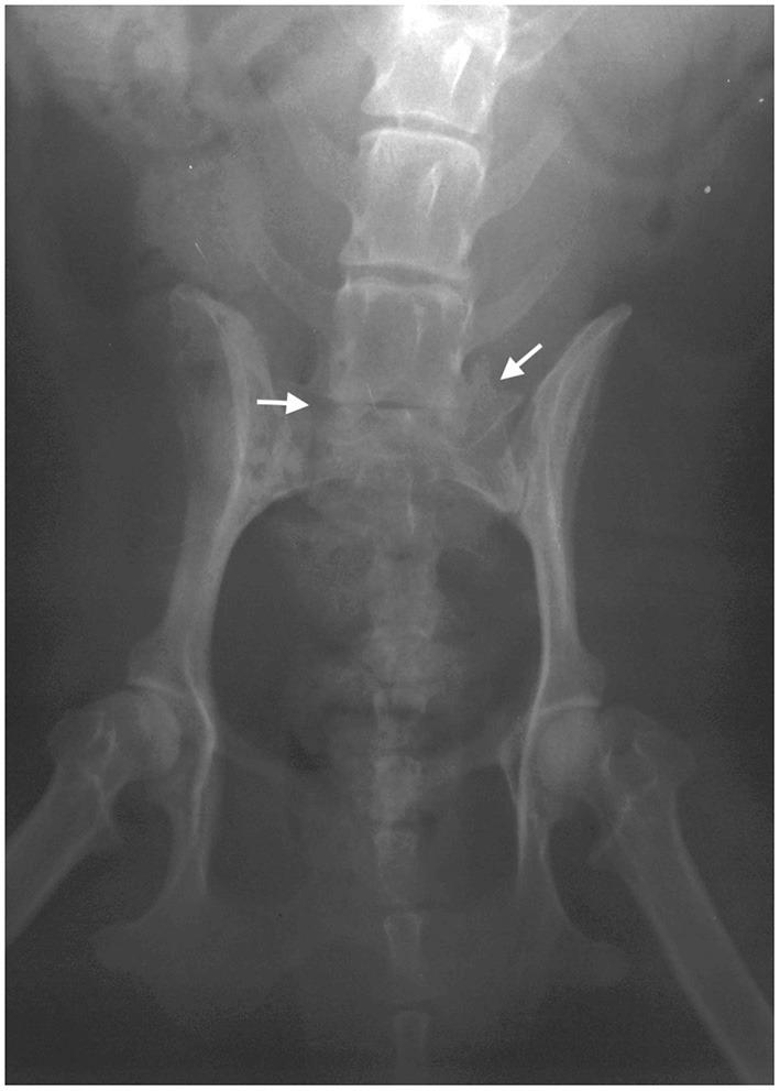 https://cdn.ncbi.nlm.nih.gov/pmc/blobs/ca11/8495131/c32fee9a6097/fvets-08-732073-g0001.jpg