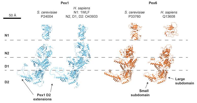 https://cdn.ncbi.nlm.nih.gov/pmc/blobs/ca11/9265785/c475aee5d609/cells-11-02067-g004.jpg