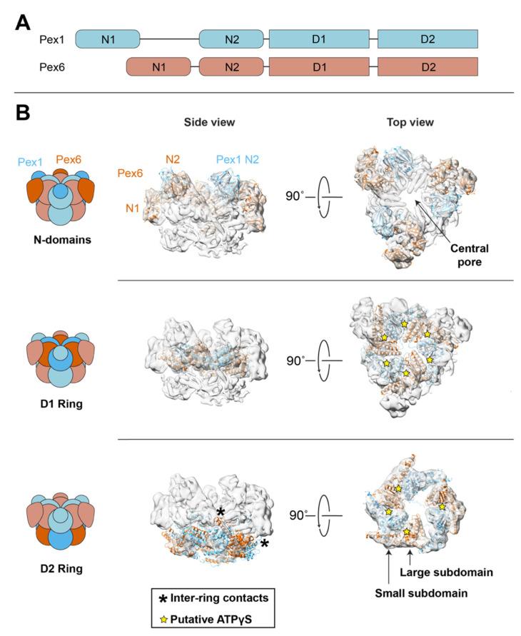 https://cdn.ncbi.nlm.nih.gov/pmc/blobs/ca11/9265785/d40e4da0e31c/cells-11-02067-g002.jpg