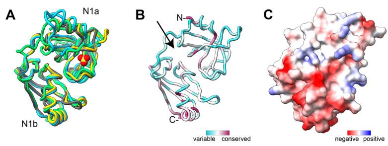https://cdn.ncbi.nlm.nih.gov/pmc/blobs/ca11/9265785/f8a754587b78/cells-11-02067-g003.jpg