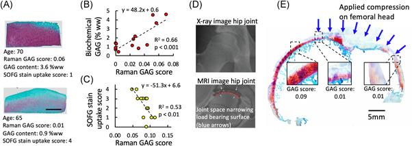 https://cdn.ncbi.nlm.nih.gov/pmc/blobs/ca12/9291802/b72e9d0839cd/JOR-40-1338-g004.jpg
