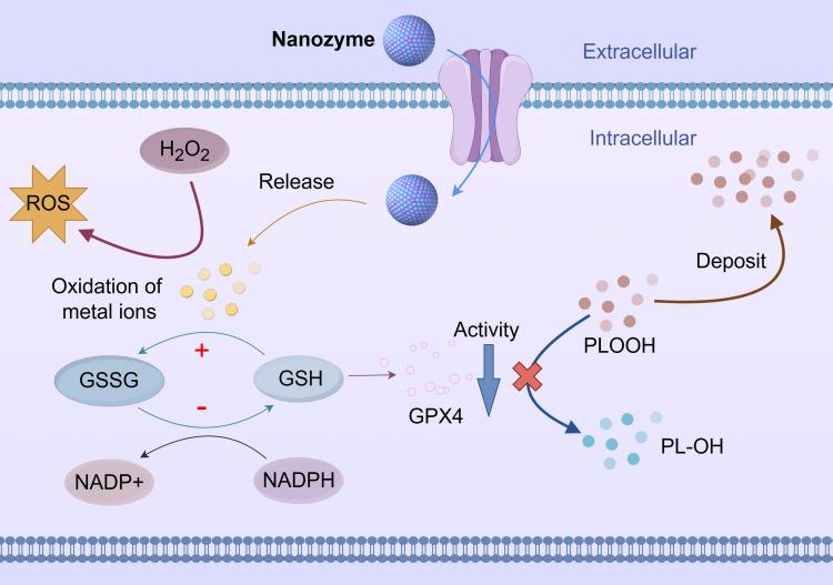 https://cdn.ncbi.nlm.nih.gov/pmc/blobs/ca16/12051984/154fdf0413f8/IJN-20-5613-g0004.jpg
