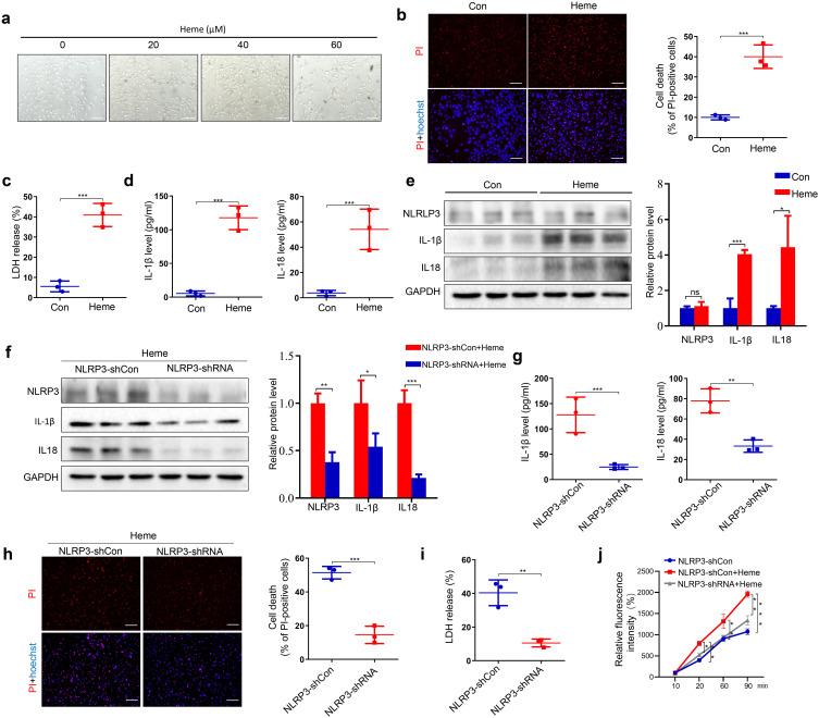 https://cdn.ncbi.nlm.nih.gov/pmc/blobs/ca18/10802182/2be42c594f95/JIR-17-371-g0004.jpg