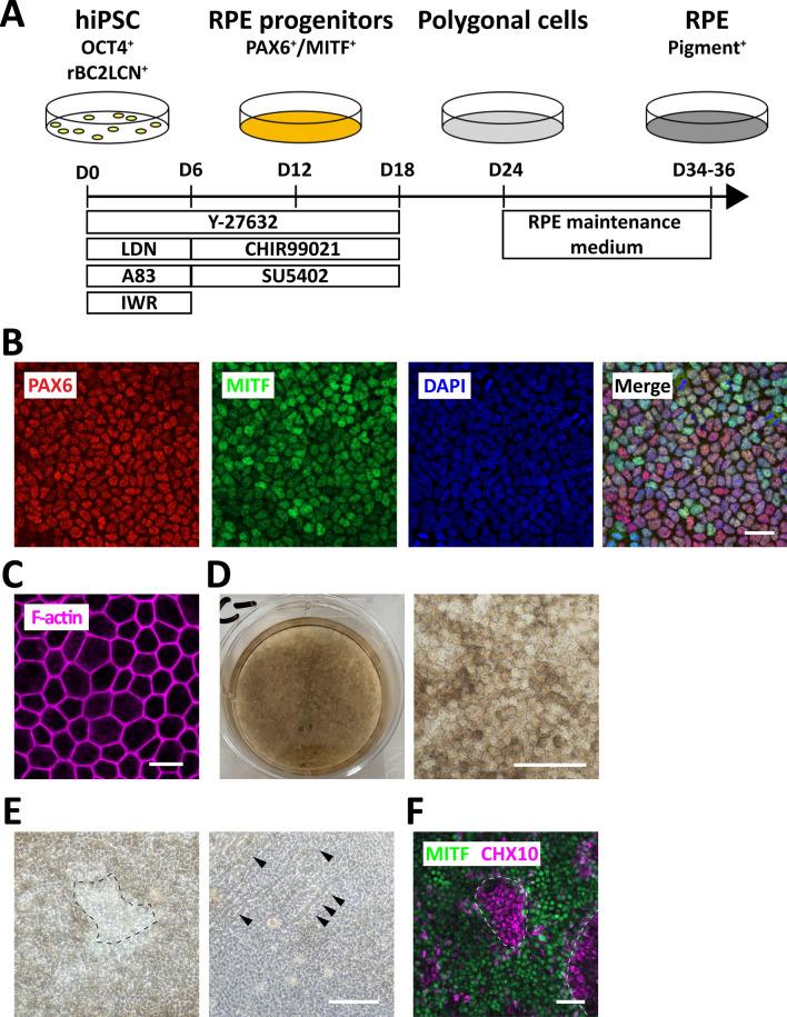 https://cdn.ncbi.nlm.nih.gov/pmc/blobs/ca18/7462996/3ce9a6546efa/41598_2020_70979_Fig1_HTML.jpg