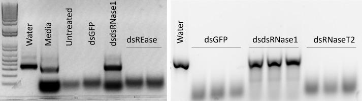 https://cdn.ncbi.nlm.nih.gov/pmc/blobs/ca1a/10926405/c13e41996402/finsc-03-1118775-g002.jpg