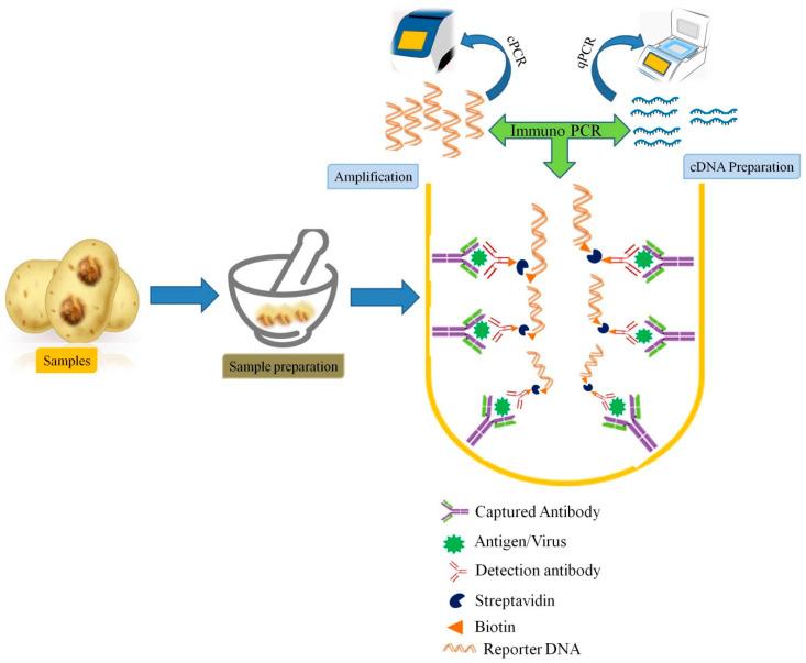 https://cdn.ncbi.nlm.nih.gov/pmc/blobs/ca1a/7999175/764bba8190cf/viruses-13-00412-g002.jpg