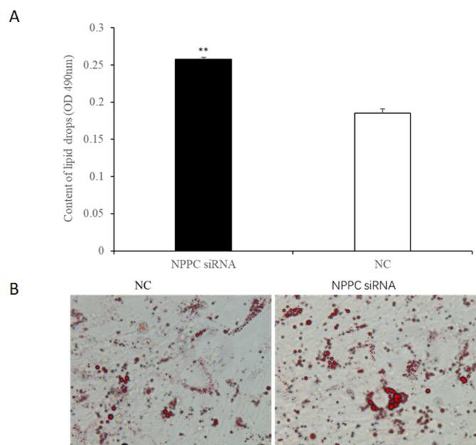 https://cdn.ncbi.nlm.nih.gov/pmc/blobs/ca1e/12000514/568709dfa547/41598_2025_86433_Fig17_HTML.jpg