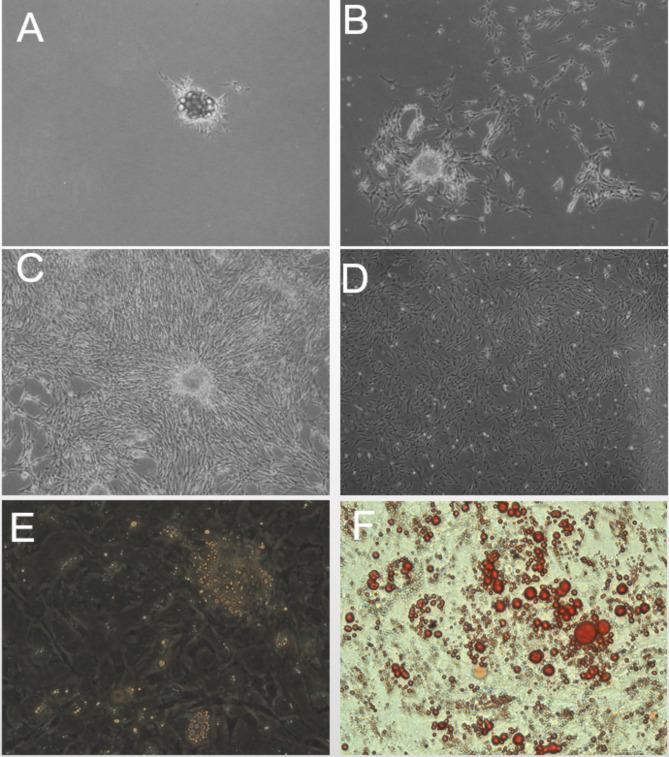 https://cdn.ncbi.nlm.nih.gov/pmc/blobs/ca1e/12000514/e1a4a2f592d5/41598_2025_86433_Fig1_HTML.jpg