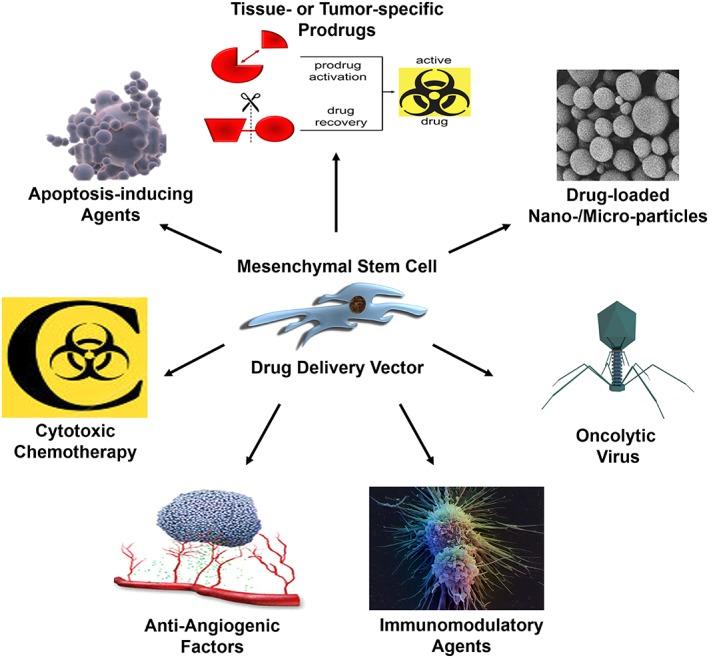 https://cdn.ncbi.nlm.nih.gov/pmc/blobs/ca1f/6127224/c96c9f56c236/SCT3-7-651-g001.jpg