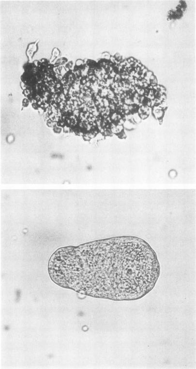 https://cdn.ncbi.nlm.nih.gov/pmc/blobs/ca25/371245/190722ffd762/jcinvest00702-0160-a.jpg