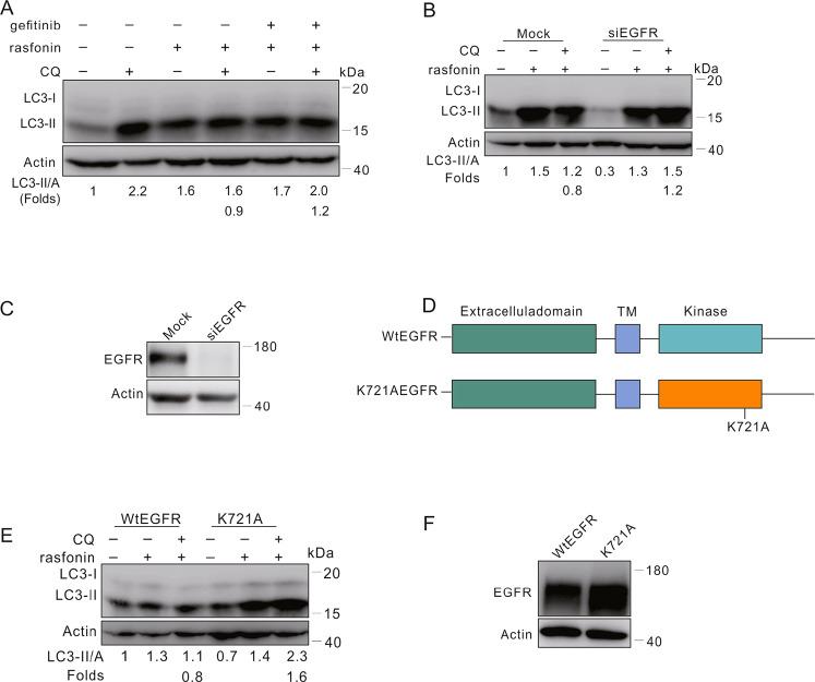 https://cdn.ncbi.nlm.nih.gov/pmc/blobs/ca26/9279413/48404886dc86/41420_2022_1106_Fig5_HTML.jpg