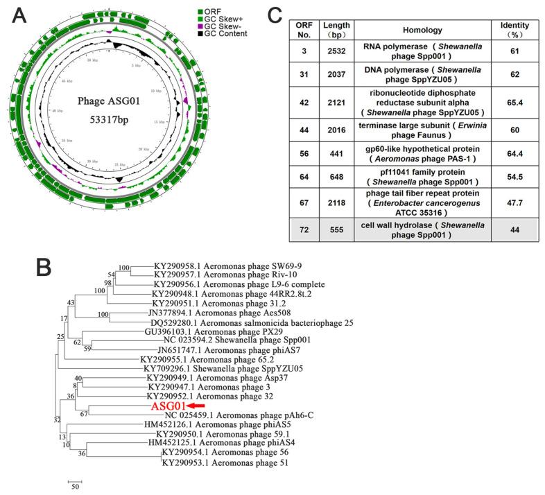https://cdn.ncbi.nlm.nih.gov/pmc/blobs/ca27/10975977/65636d795eb5/microorganisms-12-00629-g002.jpg