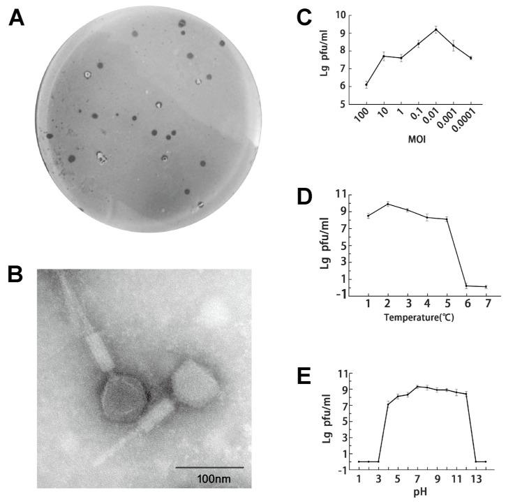 https://cdn.ncbi.nlm.nih.gov/pmc/blobs/ca27/10975977/c6d0c209dd9b/microorganisms-12-00629-g001.jpg