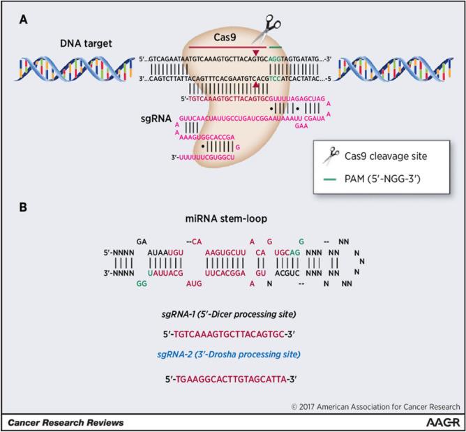 https://cdn.ncbi.nlm.nih.gov/pmc/blobs/ca2b/10423114/b6b10182263f/432_2023_4747_Fig1_HTML.jpg