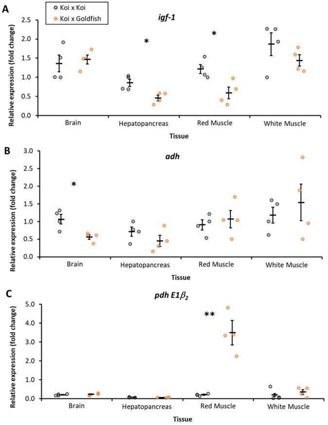 https://cdn.ncbi.nlm.nih.gov/pmc/blobs/ca2b/11554265/50e2fa2209c4/biolopen-13-060342-g2.jpg