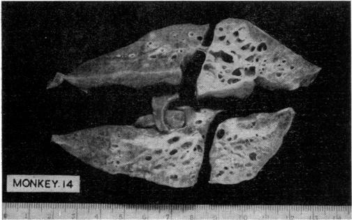 https://cdn.ncbi.nlm.nih.gov/pmc/blobs/ca2b/1509993/779685de8bc7/bripharmchem00116-0099-b.jpg