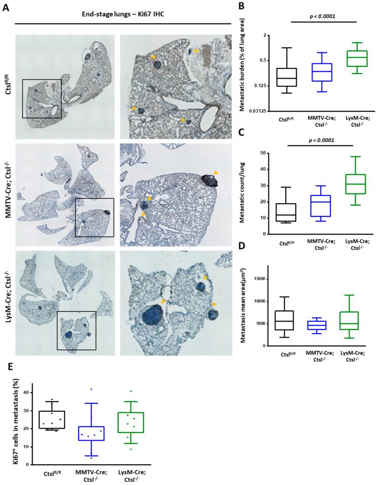 https://cdn.ncbi.nlm.nih.gov/pmc/blobs/ca2b/7463523/bc55d9e59ce2/cancers-12-02004-g003.jpg