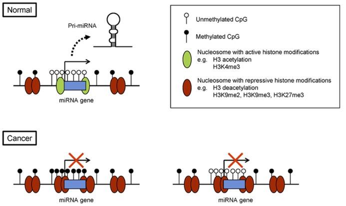 https://cdn.ncbi.nlm.nih.gov/pmc/blobs/ca2f/3847369/37a387d2ded3/fgene-04-00258-g001.jpg