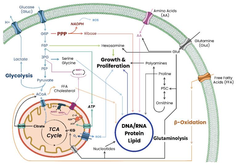 https://cdn.ncbi.nlm.nih.gov/pmc/blobs/ca30/10296273/031a0b8eb2cc/biomolecules-13-00944-g006.jpg