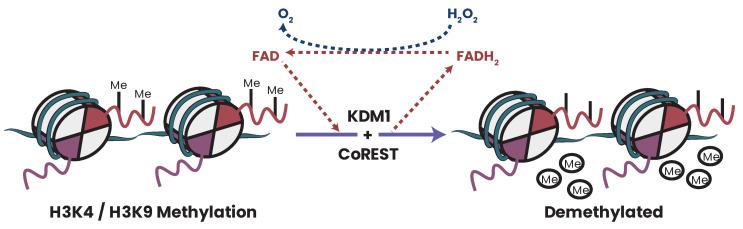 https://cdn.ncbi.nlm.nih.gov/pmc/blobs/ca30/10296273/0ddceedc8dca/biomolecules-13-00944-g017.jpg