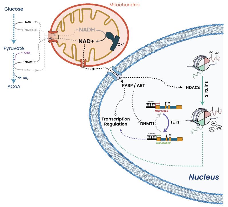 https://cdn.ncbi.nlm.nih.gov/pmc/blobs/ca30/10296273/1251d2cf34b9/biomolecules-13-00944-g015.jpg