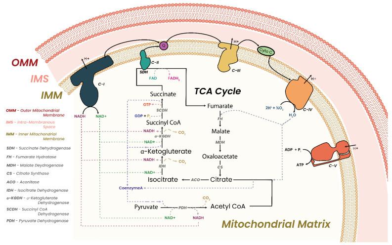 https://cdn.ncbi.nlm.nih.gov/pmc/blobs/ca30/10296273/1954e5e819cd/biomolecules-13-00944-g009.jpg