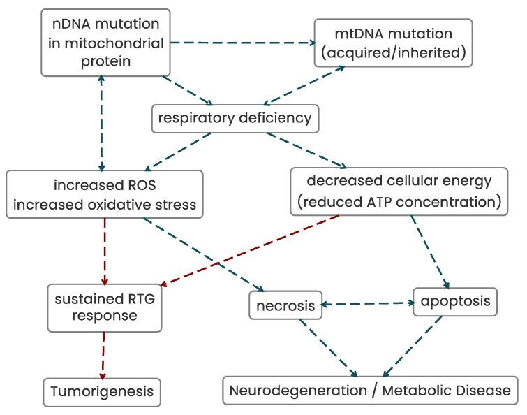 https://cdn.ncbi.nlm.nih.gov/pmc/blobs/ca30/10296273/219bb03fc5e6/biomolecules-13-00944-g007.jpg