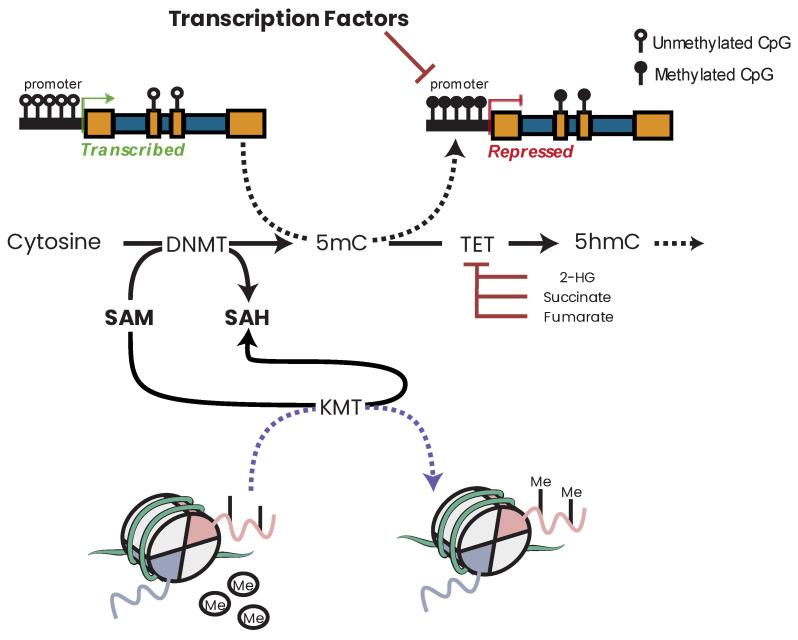 https://cdn.ncbi.nlm.nih.gov/pmc/blobs/ca30/10296273/40d19d467cff/biomolecules-13-00944-g016.jpg