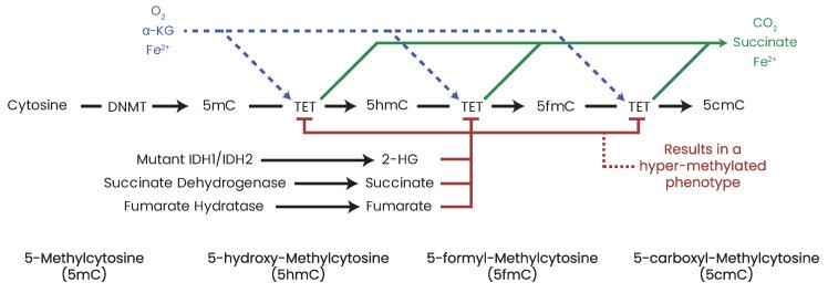 https://cdn.ncbi.nlm.nih.gov/pmc/blobs/ca30/10296273/7f24285ac1b0/biomolecules-13-00944-g012.jpg