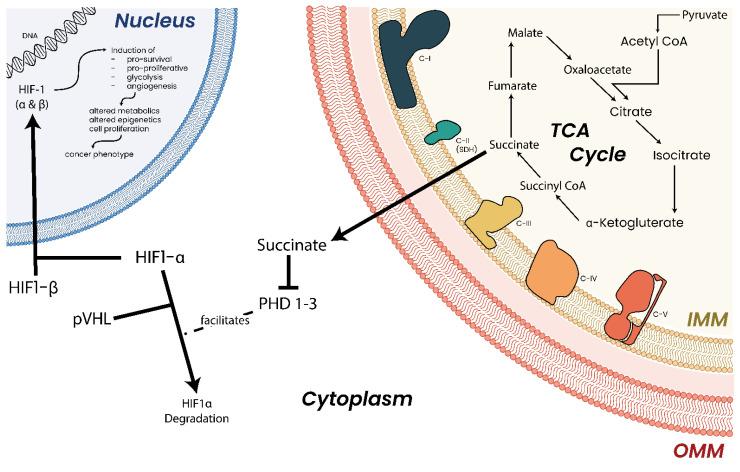 https://cdn.ncbi.nlm.nih.gov/pmc/blobs/ca30/10296273/b044107249d0/biomolecules-13-00944-g010.jpg