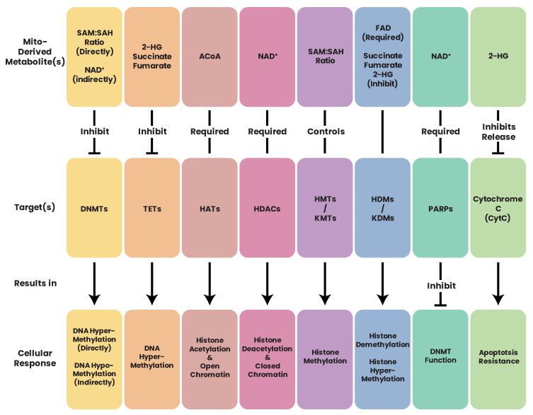 https://cdn.ncbi.nlm.nih.gov/pmc/blobs/ca30/10296273/bfa0a4acc794/biomolecules-13-00944-g019.jpg