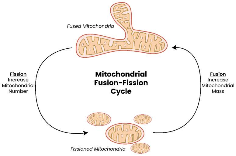 https://cdn.ncbi.nlm.nih.gov/pmc/blobs/ca30/10296273/df7482eeb342/biomolecules-13-00944-g002.jpg