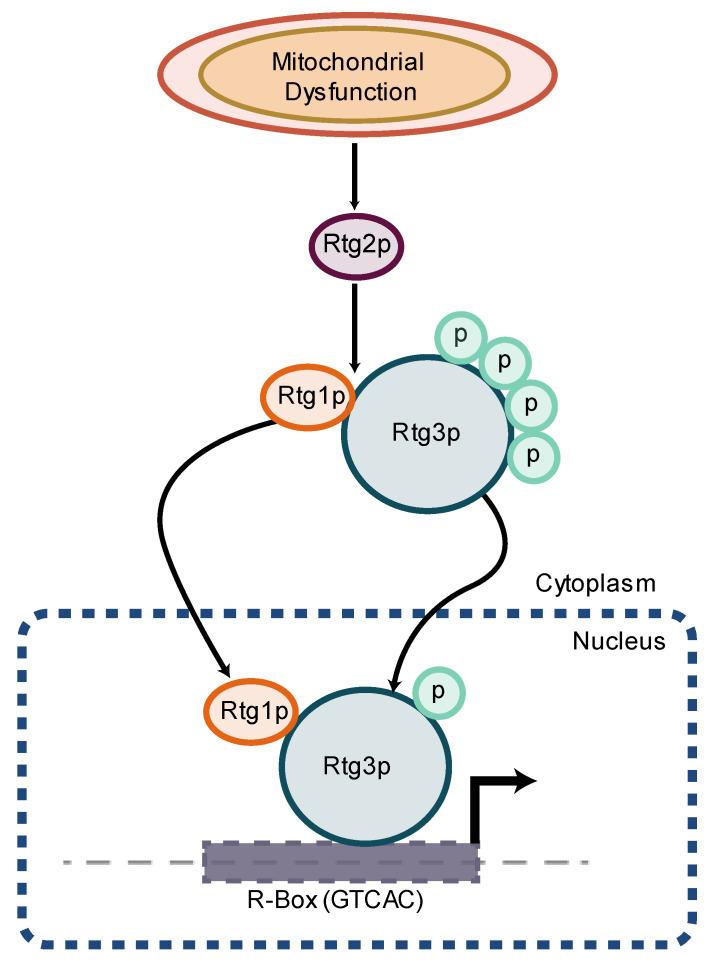 https://cdn.ncbi.nlm.nih.gov/pmc/blobs/ca30/10296273/e64e541fa048/biomolecules-13-00944-g005.jpg