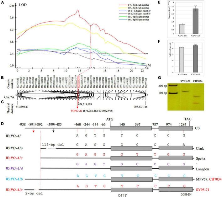 https://cdn.ncbi.nlm.nih.gov/pmc/blobs/ca30/9111956/c5e488727ac4/fpls-13-892642-g003.jpg