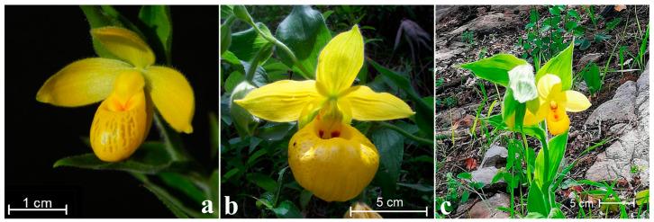 https://cdn.ncbi.nlm.nih.gov/pmc/blobs/ca31/9227847/273ede55f062/plants-11-01554-g001.jpg