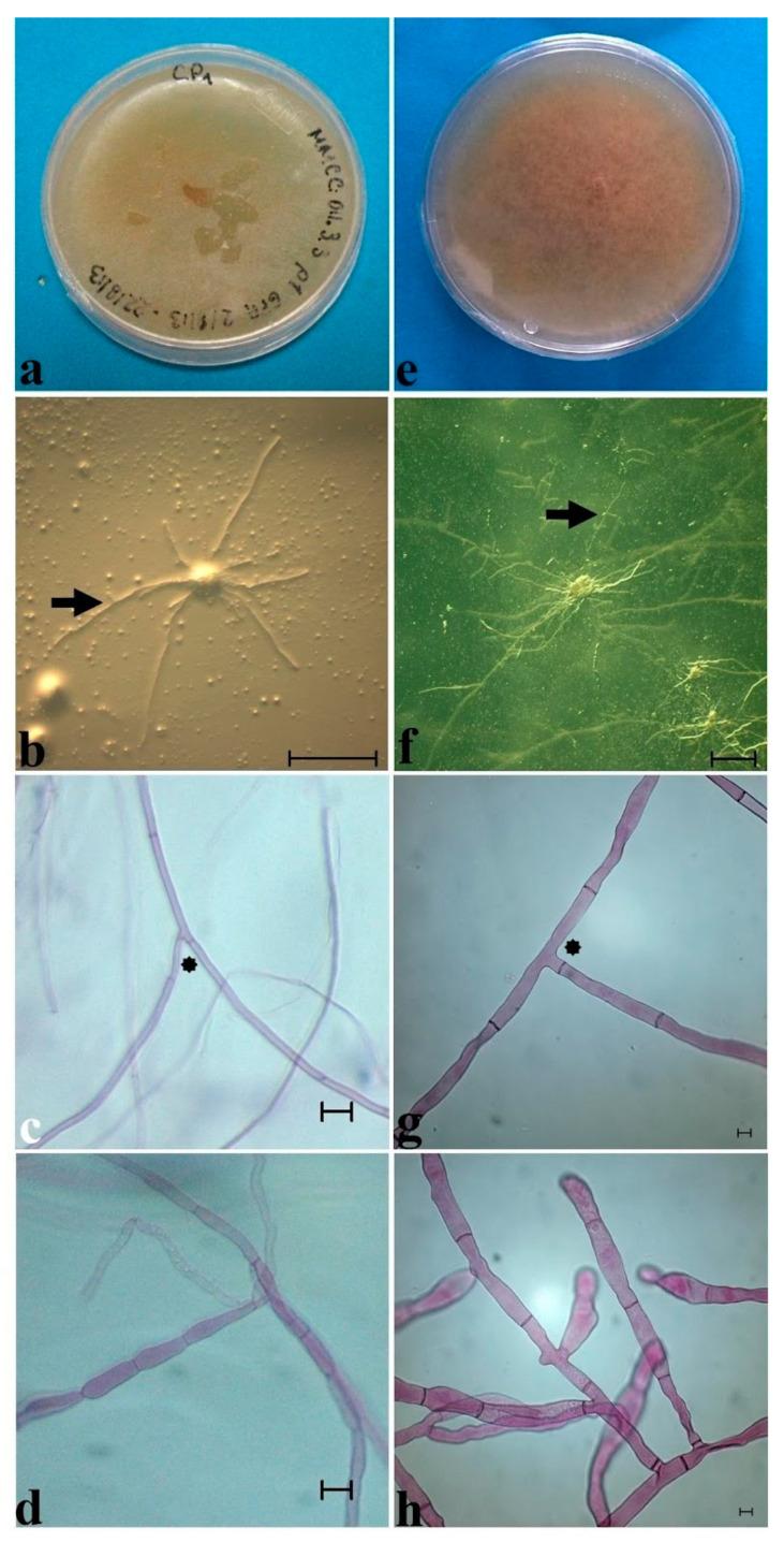 https://cdn.ncbi.nlm.nih.gov/pmc/blobs/ca31/9227847/df80860c4806/plants-11-01554-g008.jpg