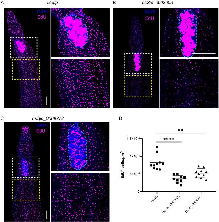 https://cdn.ncbi.nlm.nih.gov/pmc/blobs/ca33/11977999/9bc852af4bab/ppat.1013014.g003.jpg